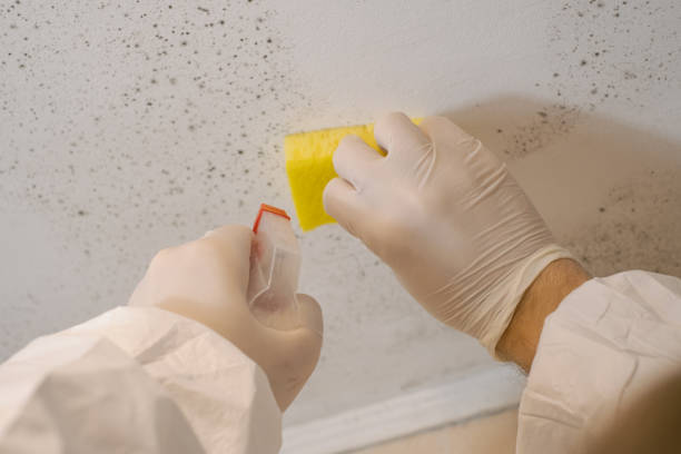 Reliable Washington, DC Mold Inspection, Removal & Remediation Solutions